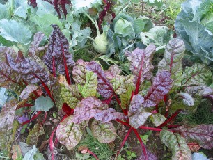 Roter Mangold, Beta vulgaris