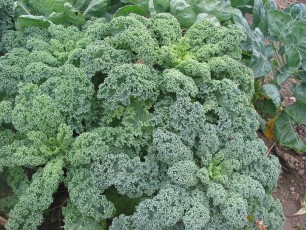 Grünkohl (Federkohl), Brassica ol. convar. acephala