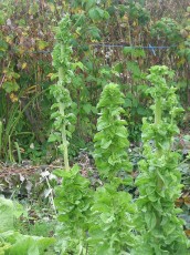 Zichoriensalat-Blüte, Cichorium intybus