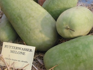 Einkochmelone, Citrullus lanatus var. citroides