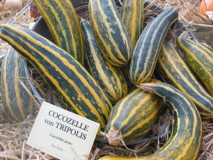 Zucchini Cocozelle, C. pepo