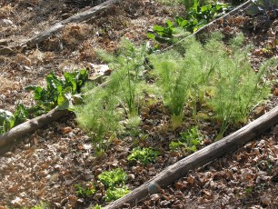 Gemüsefenchel, Foeniculum vulgare