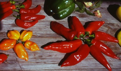 Pfefferoni-Mix, Capsicum annuum