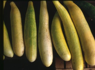 Slowenische Riesengurke, Cucumis sativus