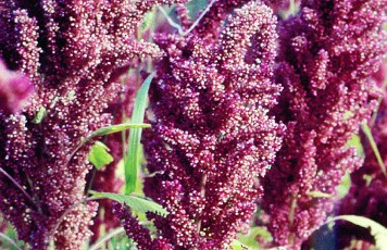 Getreide-Amarant, Amaranthus blitum