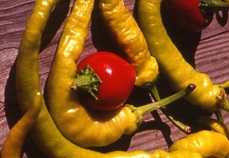 Kirschpfefferoni, Capsicum annuum