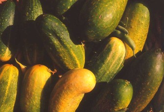 Gurken-Mix, Cucumis sativus