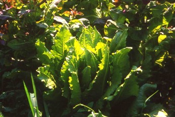 Schnittsalat Lattich, Lactuca sativa