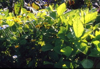 Schwarze Sojabohne, Glycine maxima