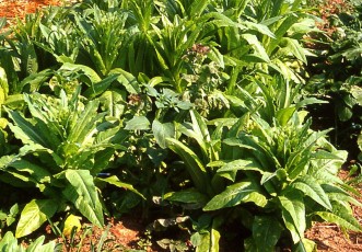 Spargelsalat, Lactuca sativa