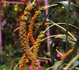 Speise-Kolbenhirse, Setaria italica