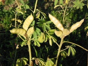 Speiselupine, Lupinus polyphyllos