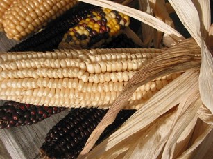 Weißer Kroat Mais, Zea mays