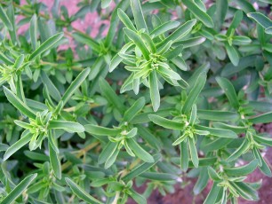 Zuckerblatt, Stevia rebaudiana