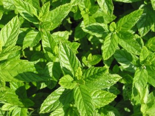Grüne Minze, Mentha spicata