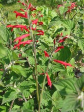 Mandarinensalbei, rutilans