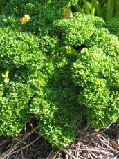 Krause Petersilie, Petroselinum crispum