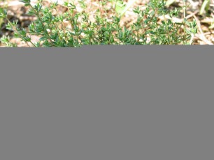 Gartenthymian, Thymus vulgaris