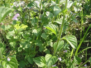 Griechische Bergminze, Calamintha nepeta
