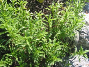 Zuckerblatt, Stevia rebaudiana