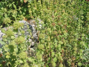 Andorn, Marrubium vulgare