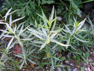 Franz. Estragon, Artemisia dracunculus