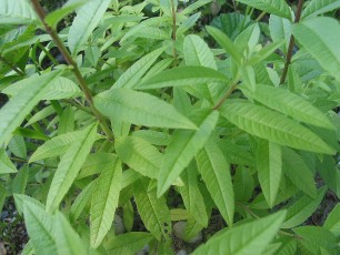 Zitronenverbene, Aloysia triphylla