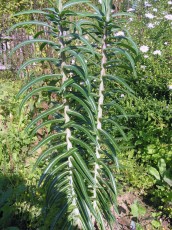 Kreuzwolfsmilch, Mauskraut