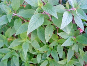 Anananssalbei, Salvia rutilans