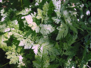 Süßdolde, Myrrhis odorata