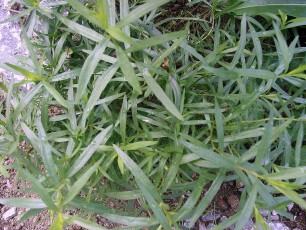 Franz. Estragon, Artemisia dracunculus