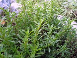 Bergbohnenkraut, Satureja montana