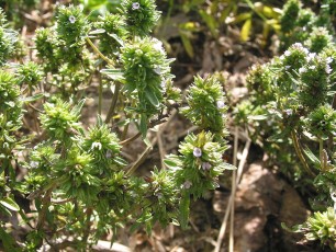 Einjähr. Bohnenkraut, Satureja hortensis