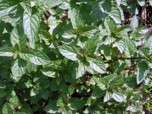 Pfefferminze, Mentha x piperita