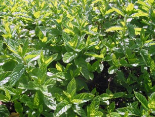 Grüne Minze, Mentha spicata