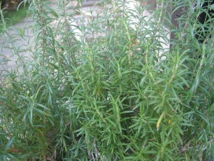 Rosmarin, Rosmarinus officinalis