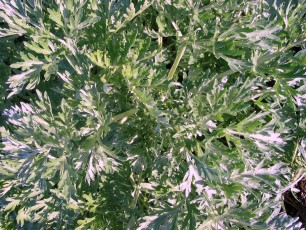 Wermut, Artemisia absinthium)