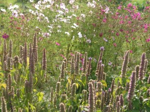 Anisminze, Agastache foeniculum