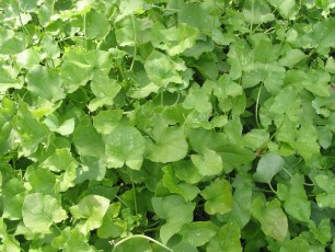 Gartensauerampfer, Rumex acetosella