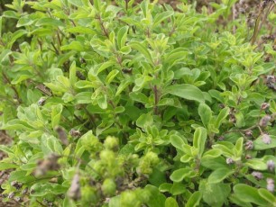Gartenmajoran, Majorana hortensis