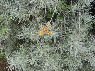 Currykraut, Helichrysum angustifolium