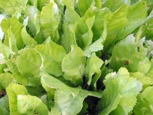 Marienblatt, Marienbalsam, Chrysanthemum balsamita