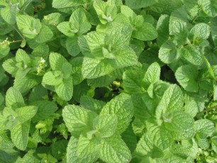Apfelminze, Mentha suaveolens