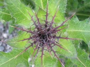 Benediktendistel, Carduus benedictus