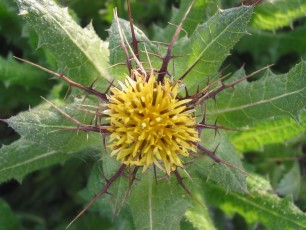 Benediktendistel, Carduus benedictus