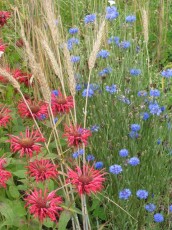 Goldmelisse, Monarda didyma