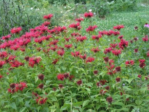 Goldmelisse, Monarda didyma