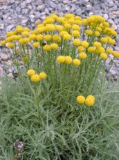 Heiligenkraut, Santolina chamaecyparissias