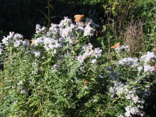 Virginische Bergminze, Pycnanthemum pilosum