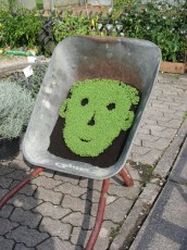 Gartenkresse, Lepidium sativum